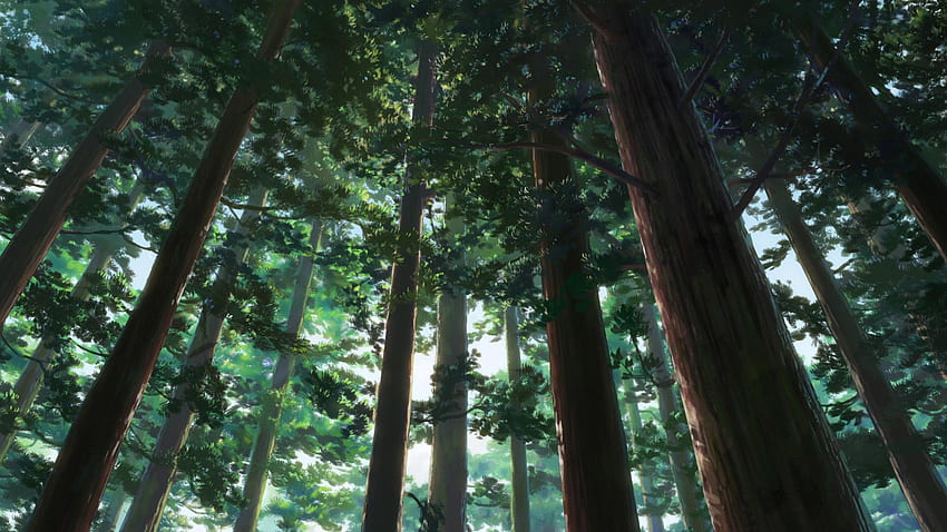 Flora, Pflanze, Rotholz, Baum, Wald in der Größe geändert, Washington Forest HD-Hintergrundbild
