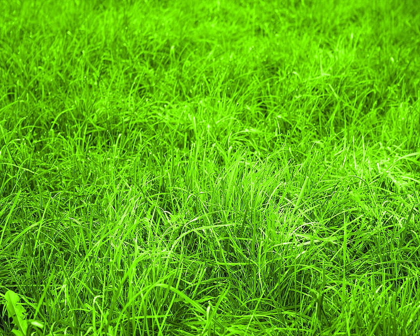 : Grass green, , for , texture for design HD wallpaper