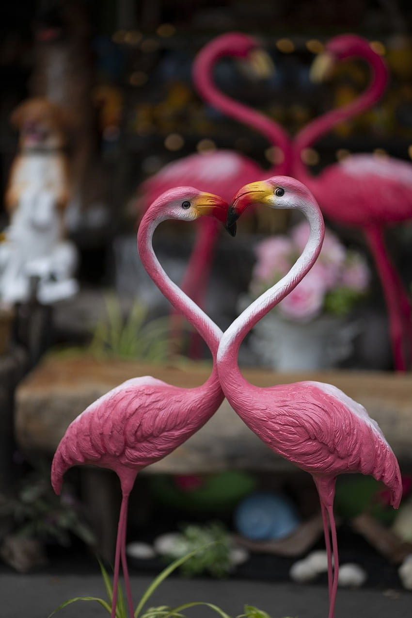 Love Birds, Pink Love Birds HD phone wallpaper