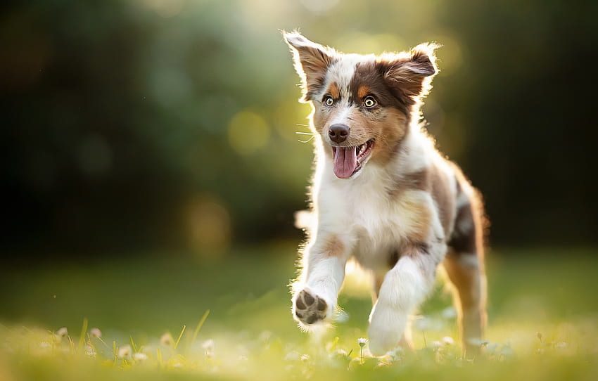 summer, dog, puppy for , section собаки, Summer Puppy HD wallpaper