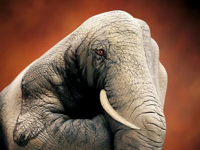 Body Painting Animals 7 Wide Elephant On Hands Body Cool Bodypainting Learn How To Bodypaint Addicted To Everything, Elephant Painting HD wallpaper