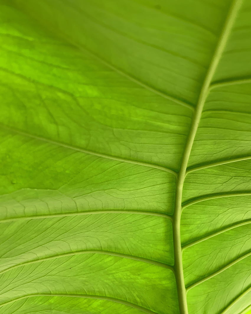 Plant, Macro, Sheet, Leaf, Veins HD phone wallpaper
