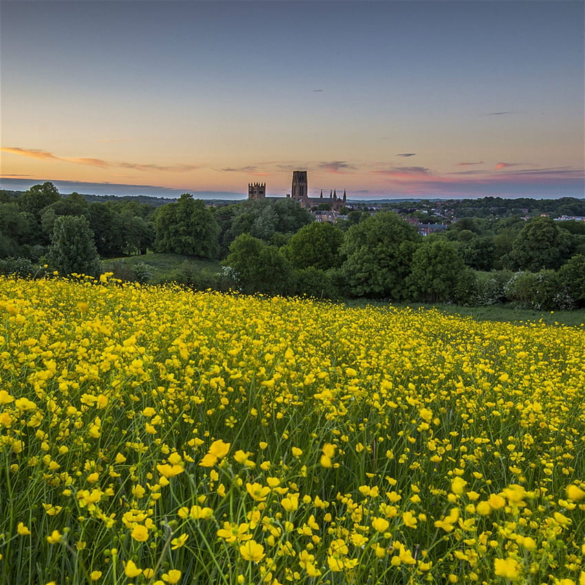 Nature Canola Flower Field iPad Air HD phone wallpaper