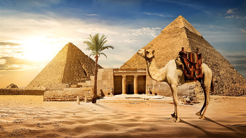 Cairo, pyramid, camel, sands, palm tree, sun, Egypt U , Egyptian HD wallpaper