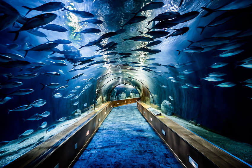 Grand aquarium avec banc de poissons. Fond d'écran HD
