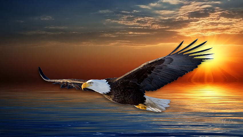 Soaring Eagle, sea, dom, bird, American, eagle, USA, Firefox Persona theme, sunrise, sunset, regal HD wallpaper