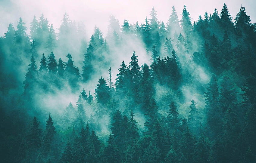 霧、森、トウヒの森、霧の森 高画質の壁紙