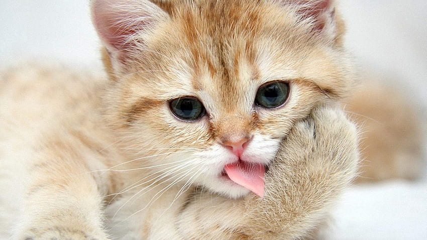 สัตว์ คิตตี้ ลูกแมว ตะกร้อ น่ารัก ที่รัก เลีย เลียริมฝีปาก อุ้งเท้า วอลล์เปเปอร์ HD