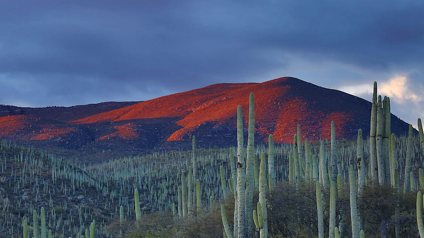 naturaleza paisaje montañas nubes México cactus campo colinas tarde JPG 438 kB, paisaje de Nuevo México fondo de pantalla