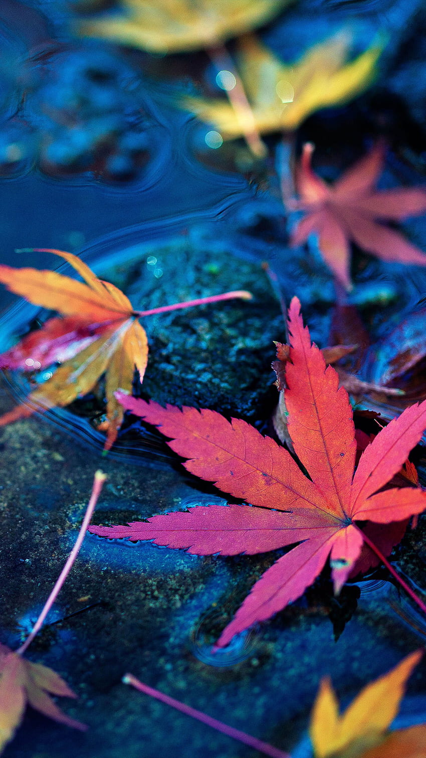 Maple Leaves Fall Autumn Water Ultra Mobile HD тапет за телефон