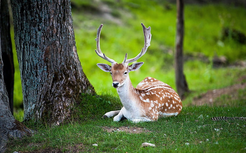 Animals, Wood, Forest, To Lie Down, Lie, Tree, Color, Deer HD wallpaper