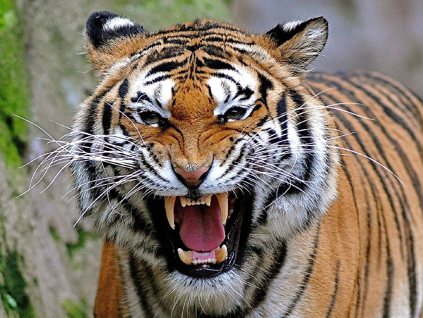 Tiger, cool, beautiful HD wallpaper