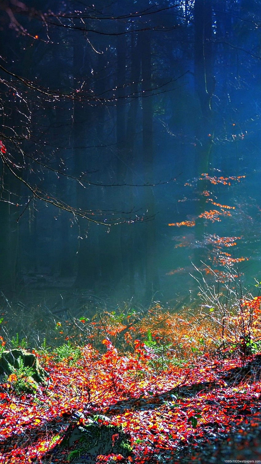 Mystical Forest Live Wallpaper  WallpaperWaifu  Anime scenery wallpaper  Scenery wallpaper Live wallpapers