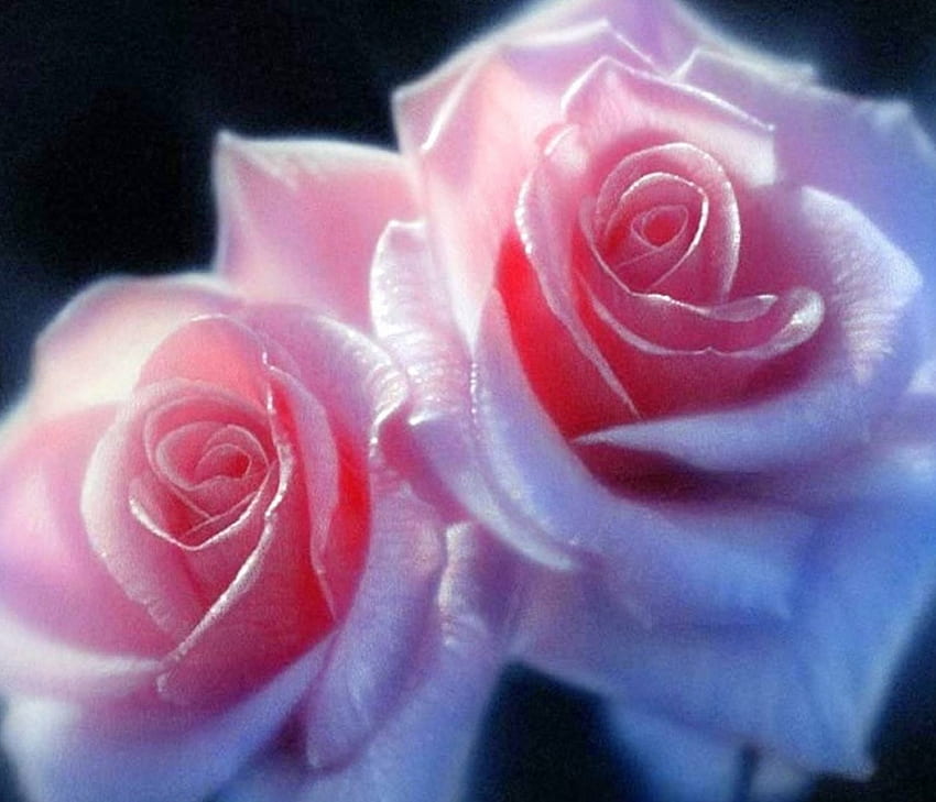 ✿⊱•╮Pink ​​Pair╭•⊰✿, 사랑의 사계절, 핑크, 장미, 자연, 꽃, 핑크 페어, 사랑스러운 정물 HD 월페이퍼