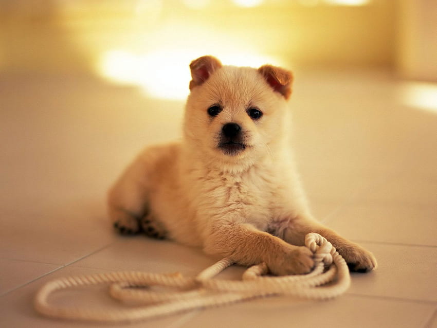 Anjing anak anjing Hewan peliharaan kecil, Anjing Lucu Kecil Wallpaper HD