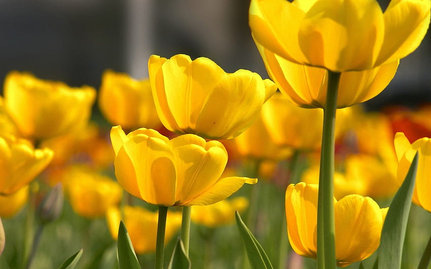 Petal Yellow Flower – graphy on Inspirationde HD wallpaper | Pxfuel