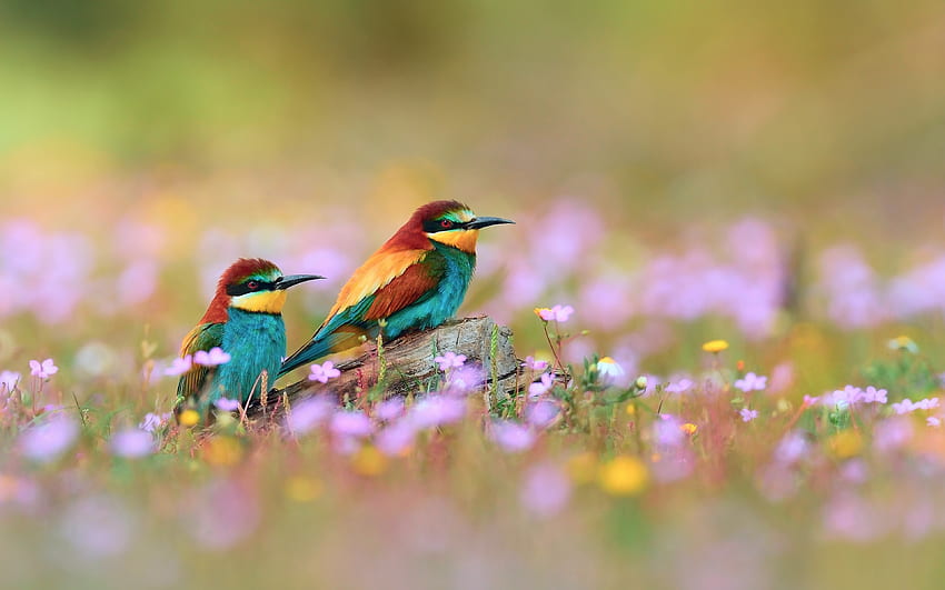 Colorful Kingfishers, meadow, flowers, spring, blossoms HD wallpaper