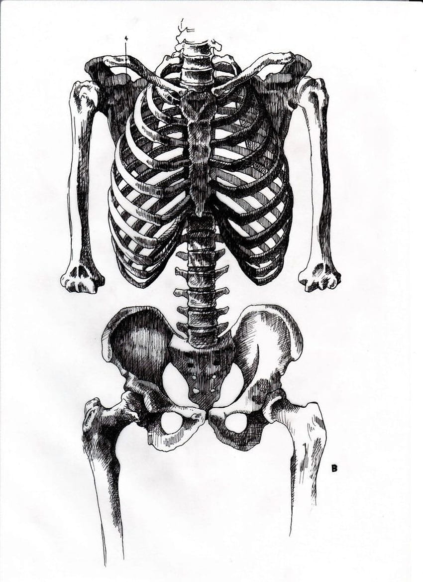 The_Bones_Of_The_Trunk___02_by_ (762×1048). Art, Rib Cage HD phone wallpaper