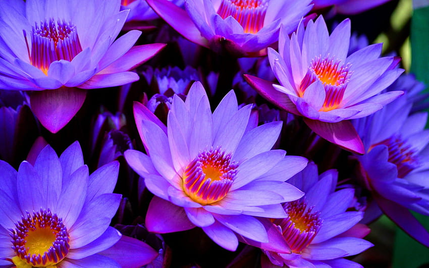 Purple Lotus Flower > Sub, Purple and White Flower HD wallpaper
