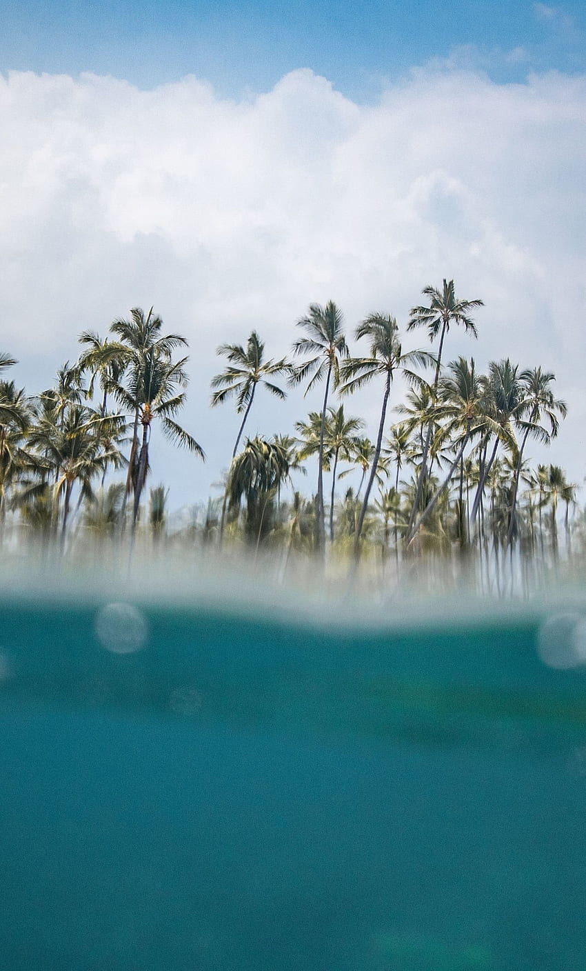 Hawaii Palm Trees iPhone - El mejor árbol en el bosque, palmeras estéticas fondo de pantalla del teléfono