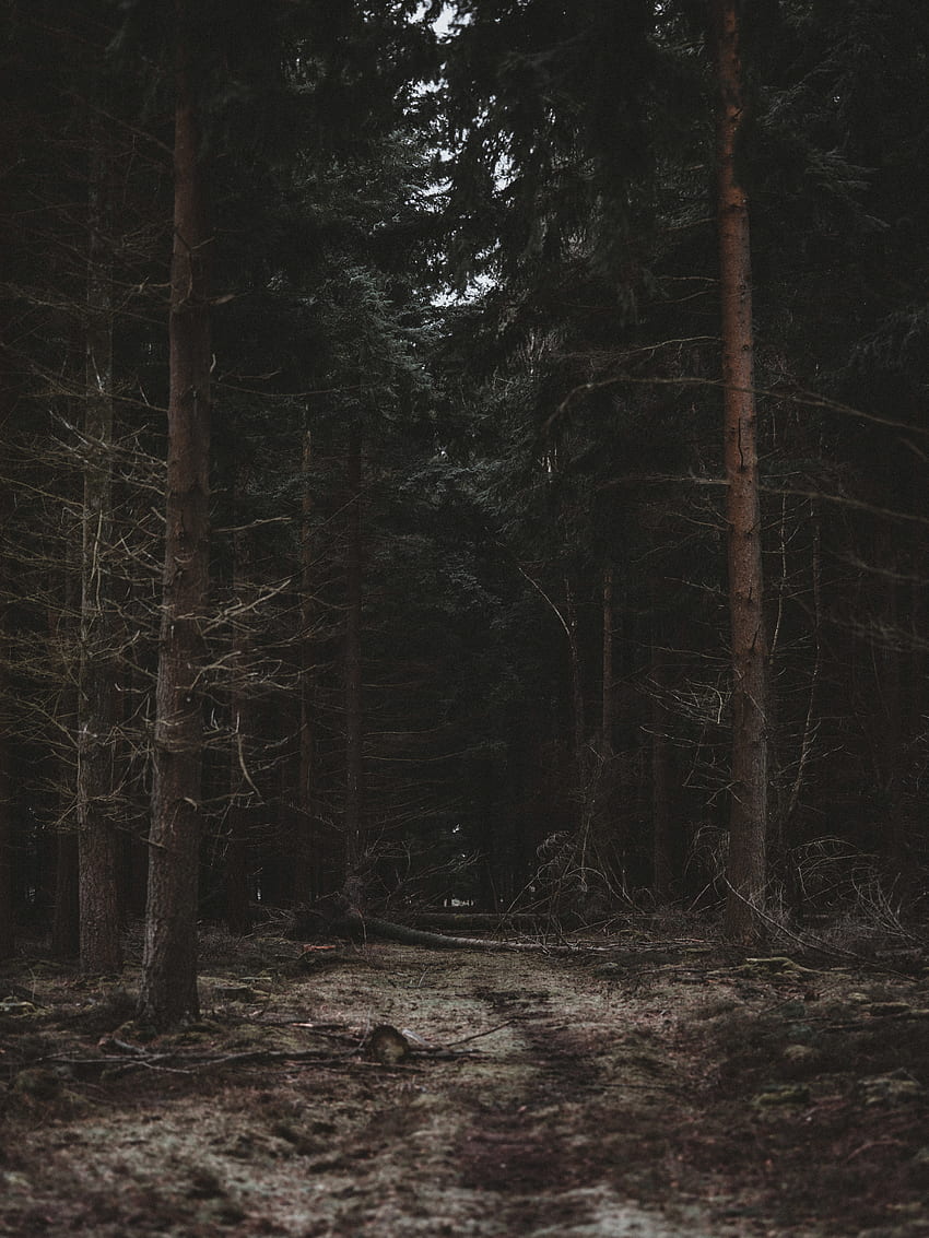 Natura, alberi, buio, foresta, percorso Sfondo del telefono HD