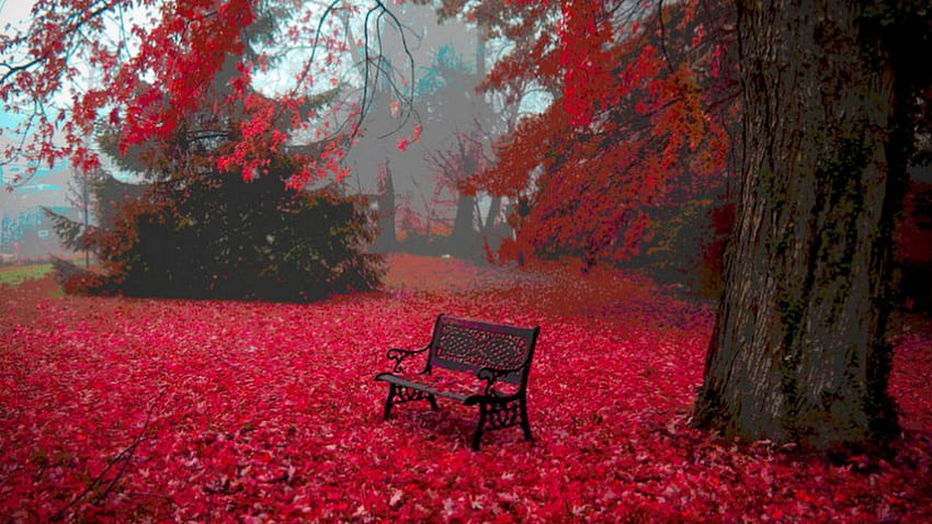Red Carpet, carpet, bench, leaves, red, autumn, tree HD wallpaper