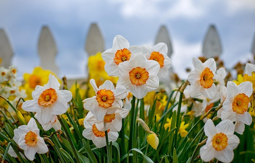 Flowers, Narcissussi, Close-Up, Flower Bed, Flowerbed, Fence HD wallpaper