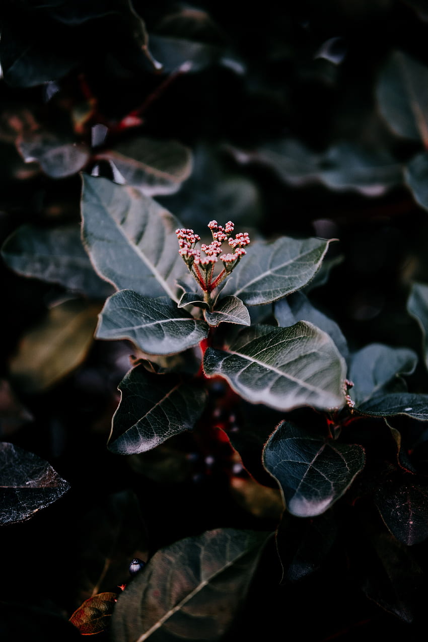 Blätter, Pflanze, Makro, Unschärfe, glatt, Zweig HD-Handy-Hintergrundbild