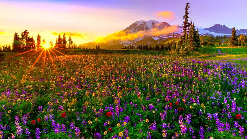 Spring Meadow, Gunung Rainier, Washington, pemandangan, pohon, bunga, pegunungan, berkabut, Amerika Serikat, matahari terbit, warna, mekar, langit Wallpaper HD