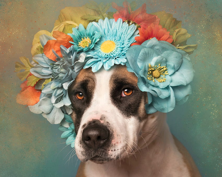 Cuteness, blue, dog, animal, sophie gamand, cute, orange, flower, yellow, face, caine, wreath HD wallpaper