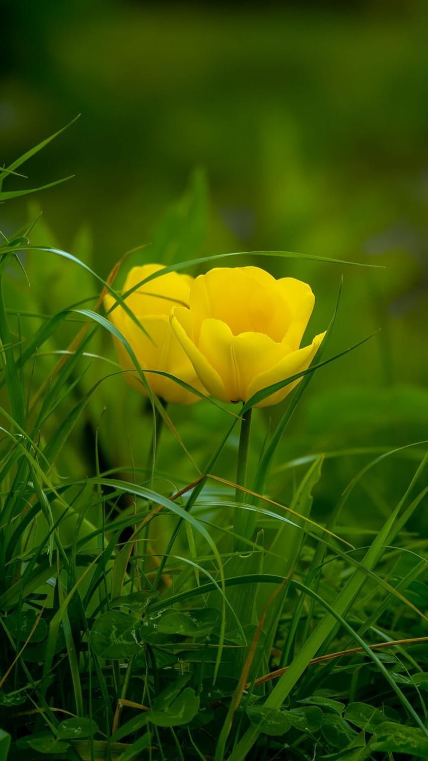 Trawa, żółte tulipany, kwiat, Samsung Galaxy mini S3, S5, Neo, Alpha, Son. Żółte tulipany, tło natury, grafika kwiatów Tapeta na telefon HD