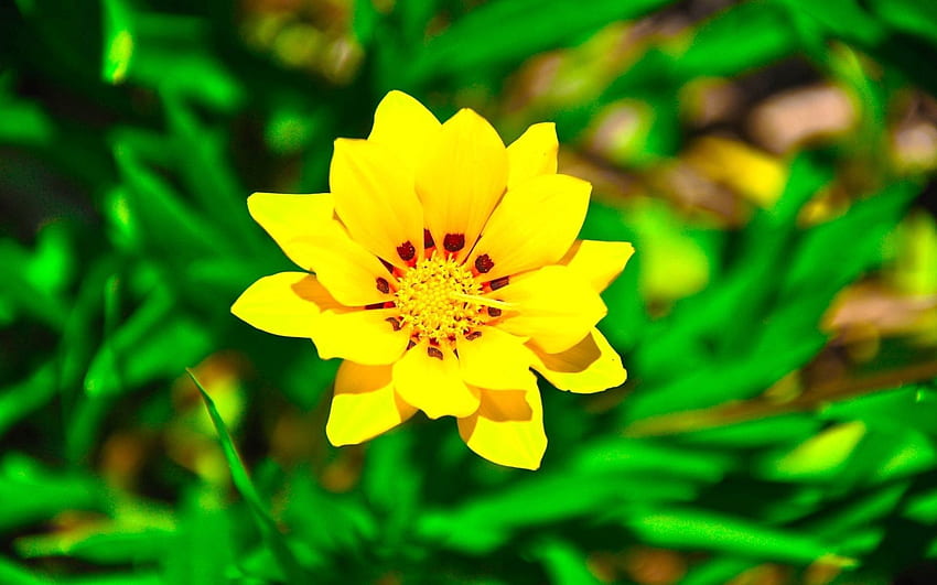 Trawa, Kwiat, Makro Tapeta HD