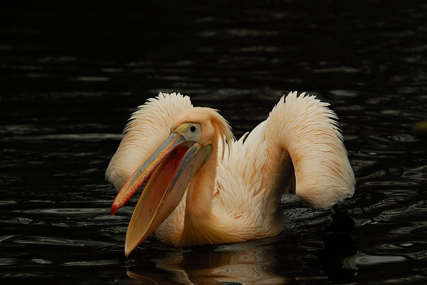 Animals, Water, Pink, Bird, Pelican HD wallpaper
