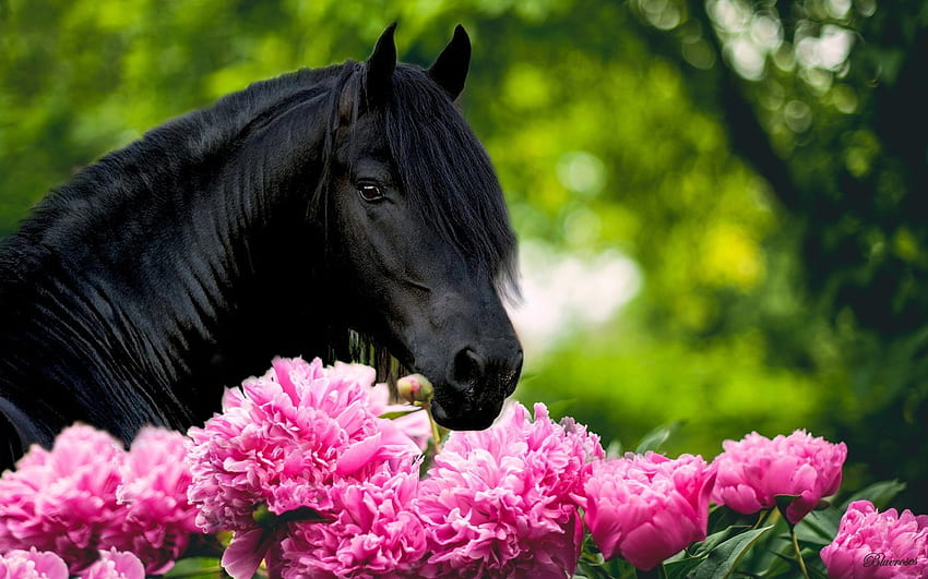 Black horse, animal, pink, horse, black, flower, green, peony HD wallpaper
