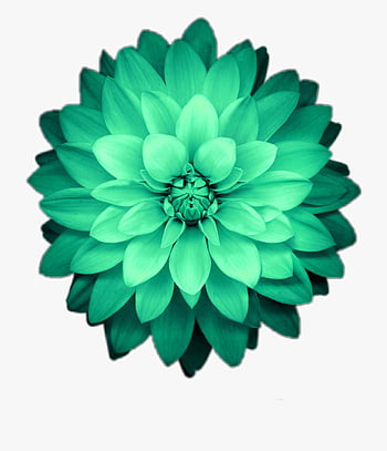 Transparent green flower png HD wallpapers | Pxfuel