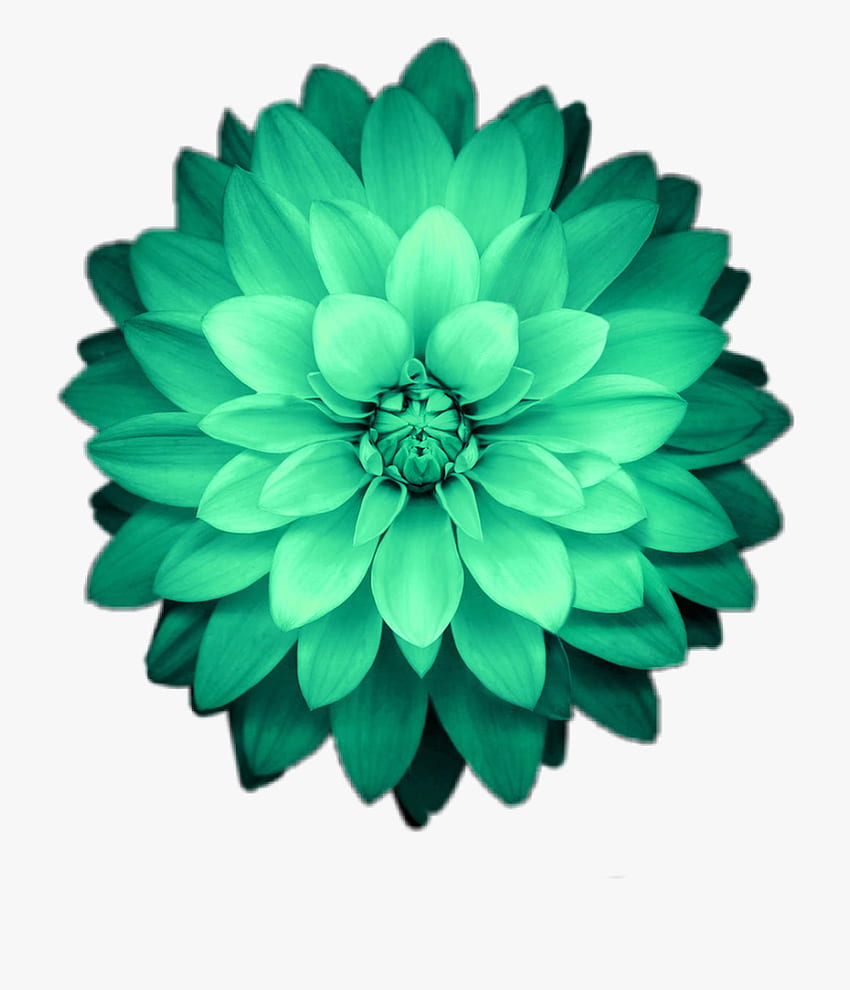 Transparent Green Flower Png - iPhone Flower HD phone wallpaper