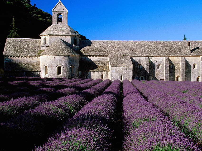Lavender on the backdrop of the castle in Provence, France HD wallpaper