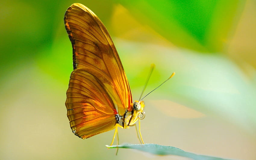 Sonne, Makro, Blatt, Blatt, Insekt, Schmetterling, Flügel, Rüssel HD-Hintergrundbild