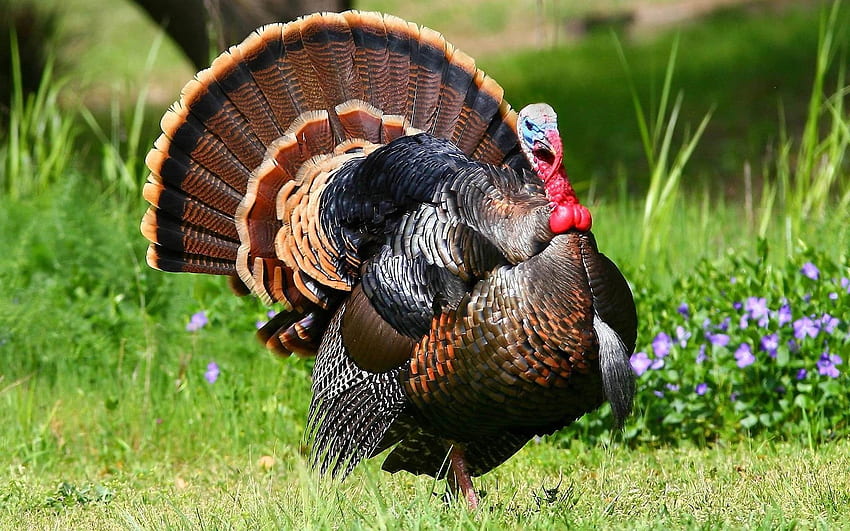 Turkey Bird , Top 48 Turkey Bird Background. Original, Wild Turkey HD wallpaper
