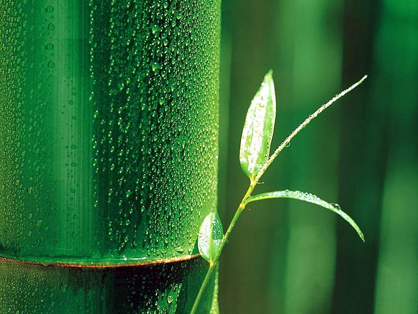 Feuilles de bambou. Bambou, Feuilles de bambou, Bambou Fond d'écran HD