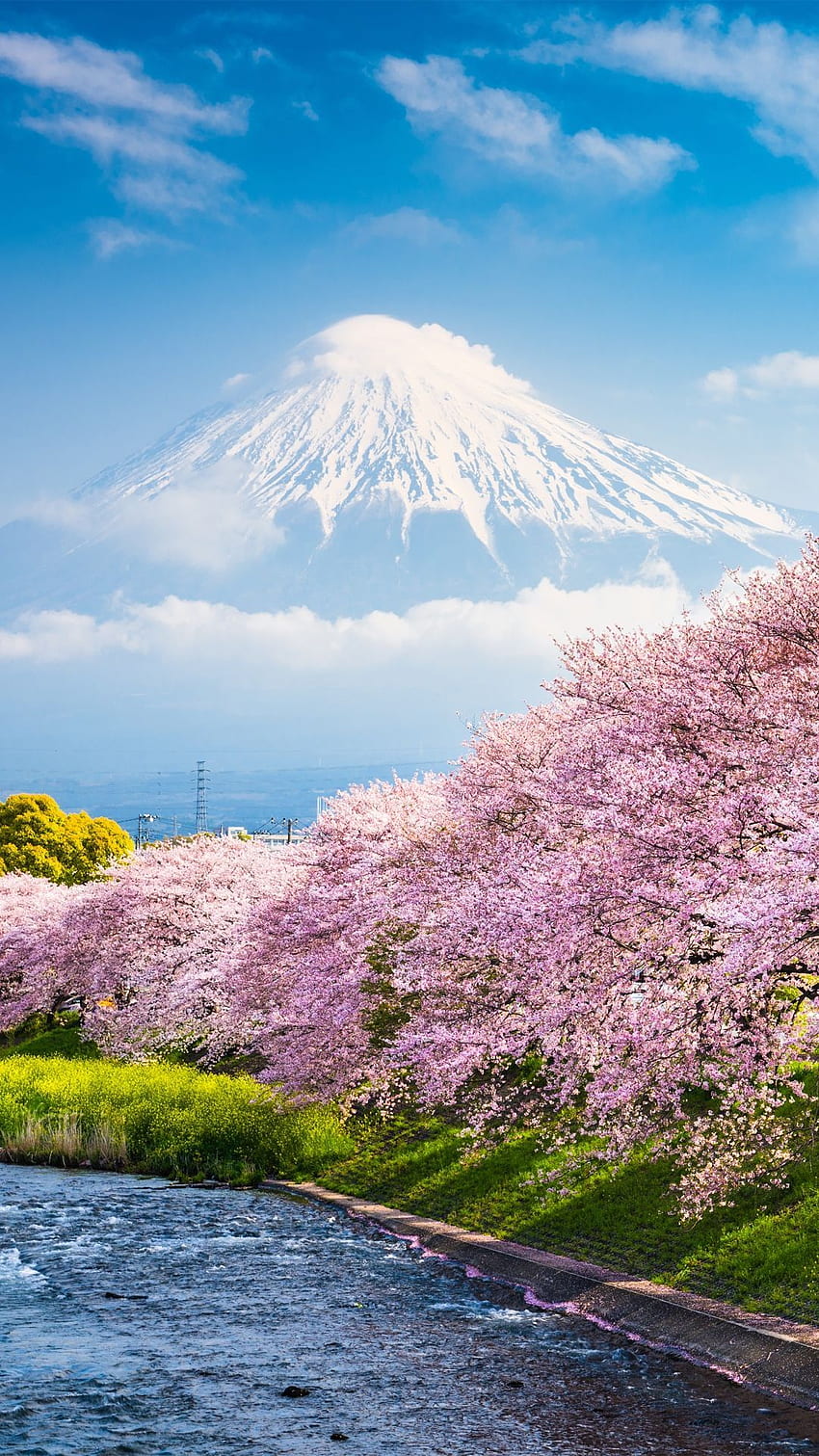 Frühling . Japan-Landschaft, schöne Natur, Natur, Japan-Kirschblüte iPhone HD-Handy-Hintergrundbild