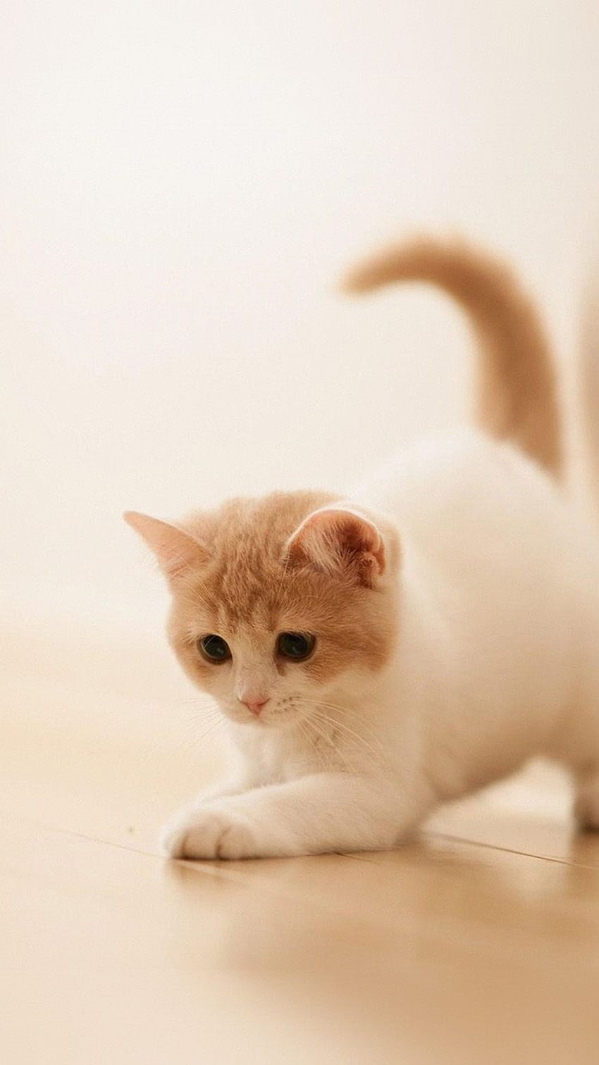 IPhone 8 . cute cat kitten animal HD phone wallpaper | Pxfuel
