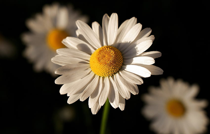 bunga, Daisy, latar belakang hitam untuk , bagian цветы Wallpaper HD