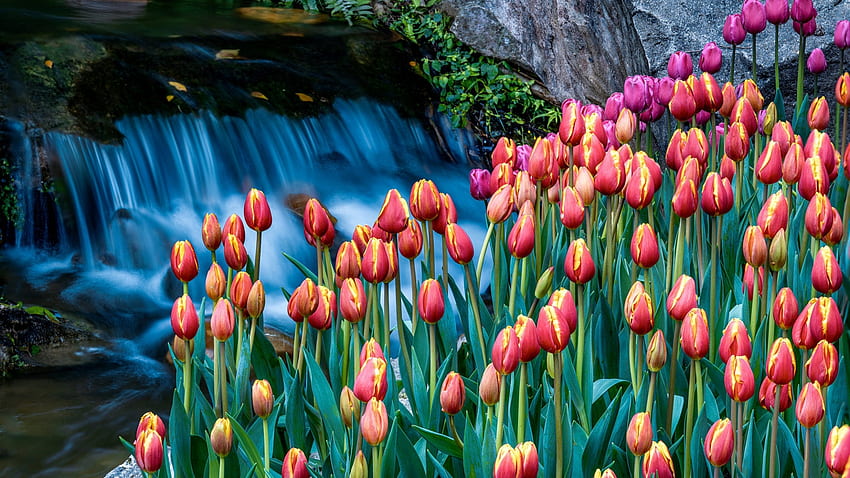 Пролет при водопада, червено, пъпки, градина, цветя, лалета, портокал, езерце HD тапет