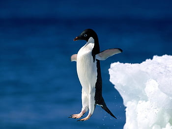 Page 2 | funny penguin HD wallpapers | Pxfuel