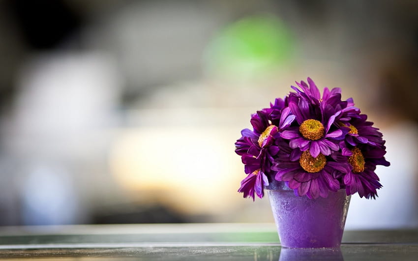 Purple Spring Flowers, Flowers, Basket, Daisy, Purple HD wallpaper