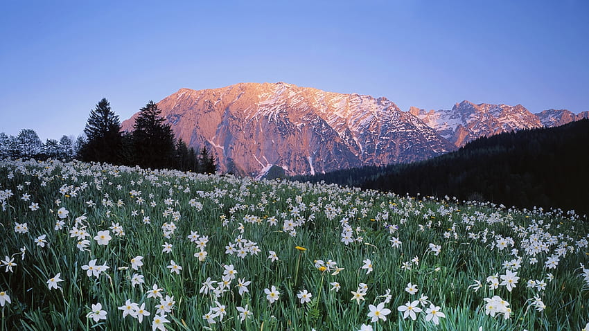 ฤดูใบไม้ผลิในภูเขา ภูมิทัศน์ ต้นไม้ ธรรมชาติ ดอกไม้ ฤดูใบไม้ผลิ ภูเขา ป่า วอลล์เปเปอร์ HD