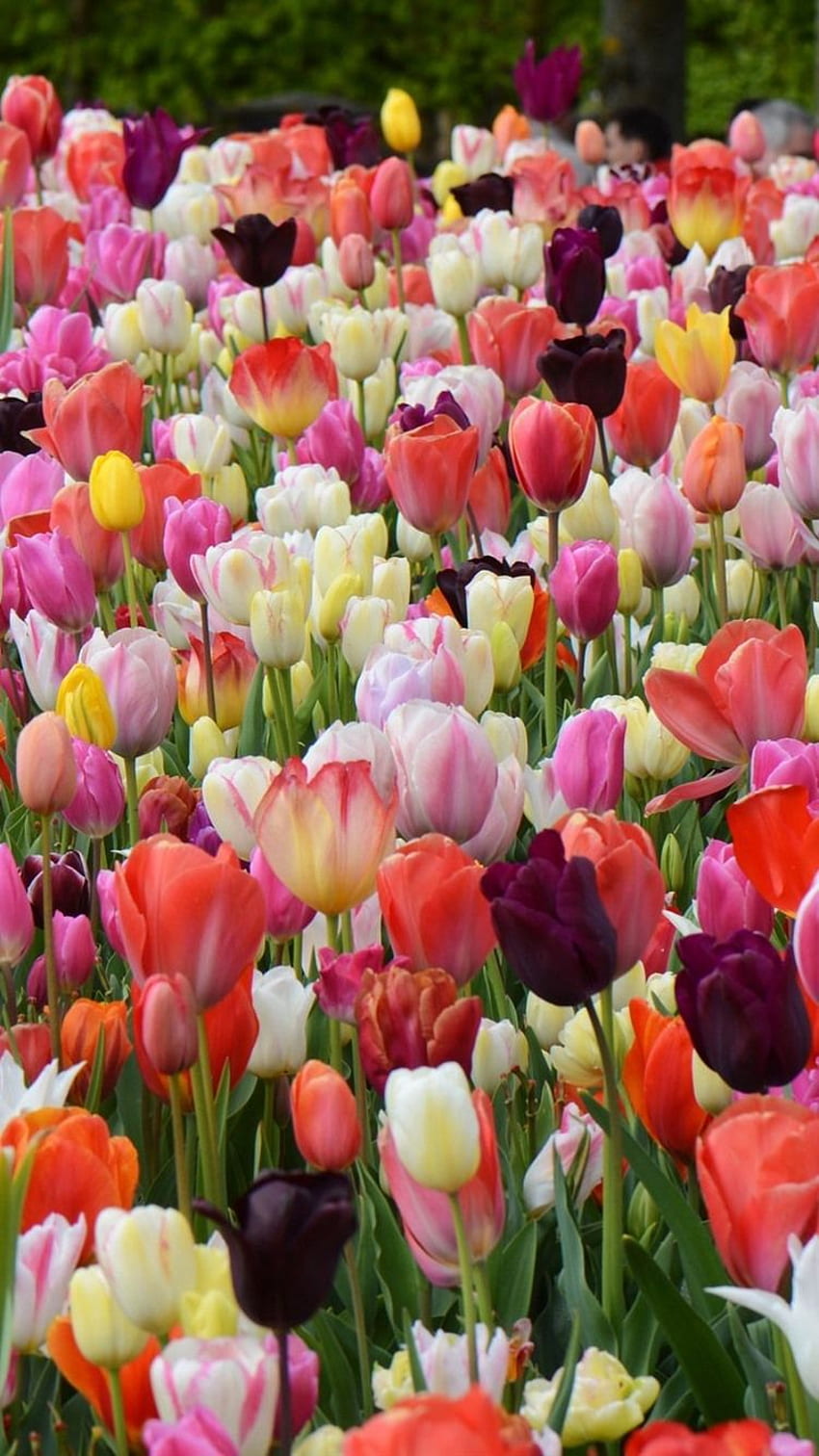 Spring, Garden Flowers, Colorful Tulips IPhone 8 7 6 6S , Background HD phone wallpaper