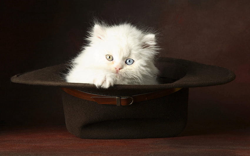 Zwierzęta, lekki, puszysty, kotek, kotek, jasny kolor, kapelusz Tapeta HD