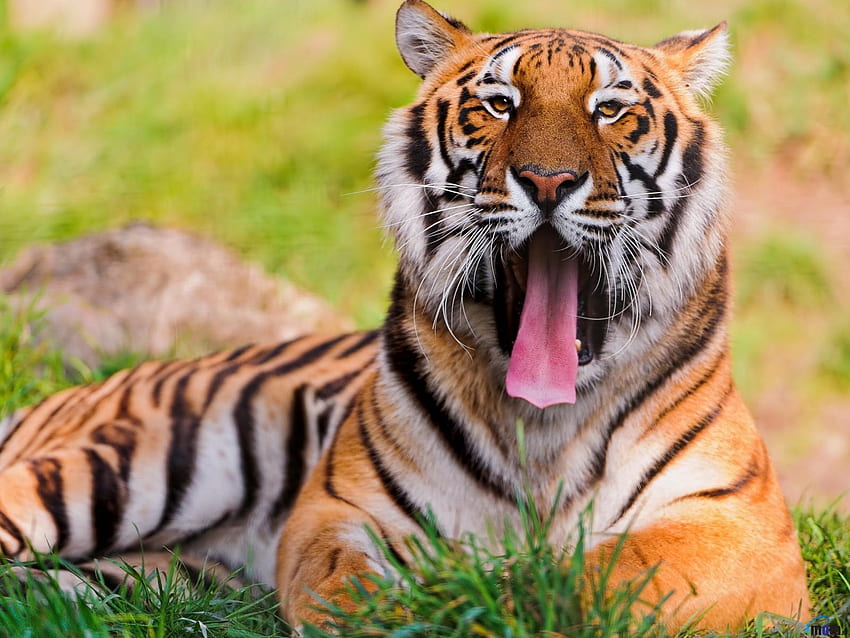 Tigre del Bengala, animale, tigre, campo, erba Sfondo HD